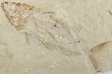 Fossil Fish Association (Halec & Prionolepis) - Fish in Stomach! #201379-1